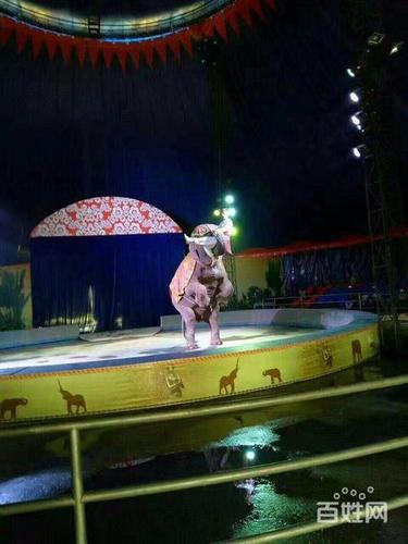 馬戲團表演出租戶外環球飛車表演租賃馬戲團整套出租