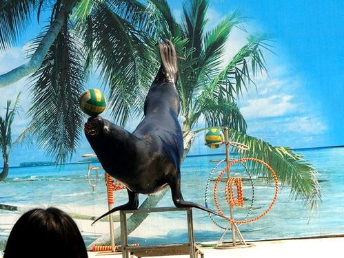 羊駝出租,海獅租賃,海獅出租,海獅表演租賃矮馬出租,馬戲團表演租賃