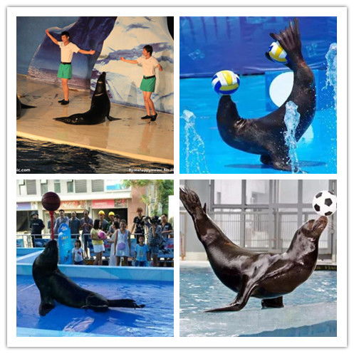 萊西市海洋生物展出租