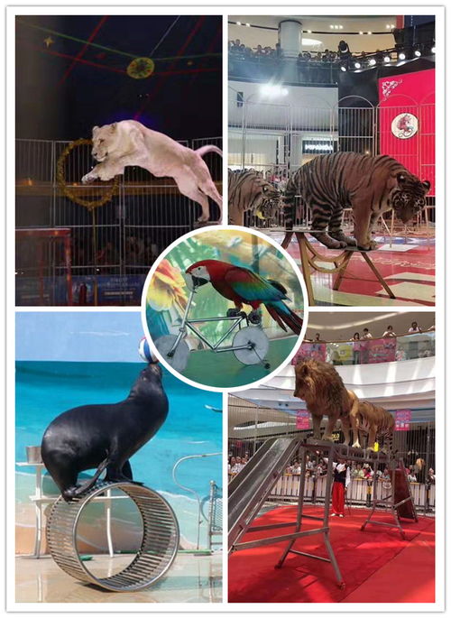 大安市美人魚表演企鵝出租當?shù)? />
</span>
<span id=