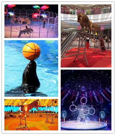 邳州本地有出租萌寵動物矮馬展覽的嗎聯(lián)系電話