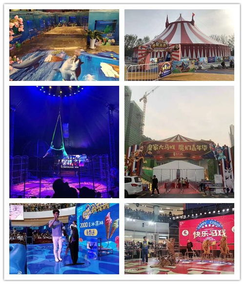 開原市對(duì)外出租馬戲團(tuán)表演萌寵展