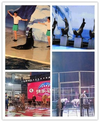 孟州市動物出租合作共贏