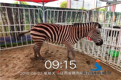 威海出租整套馬戲團(tuán)表演,滿(mǎn)意后結(jié)款