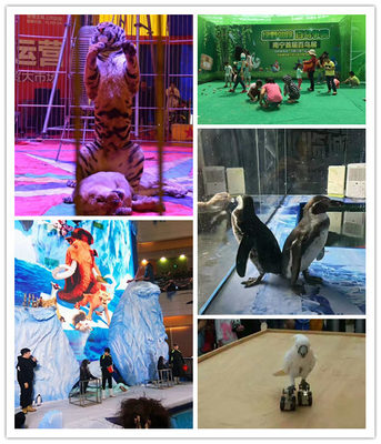 馬戲團表演出租公司商丘新聞資訊AA蒞臨詳談