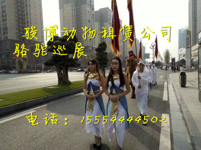 平頂山哪有沒有租賃出租羊駝的_供應信息_金農網