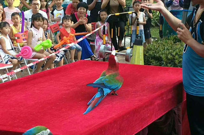 【馬戲團動物表演出租濟寧市】價格_廠家_批發_參數_圖片_活動策劃欄目