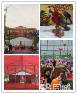 萌寵展,呆萌羊駝動物表演出租,馬戲團雜技表演