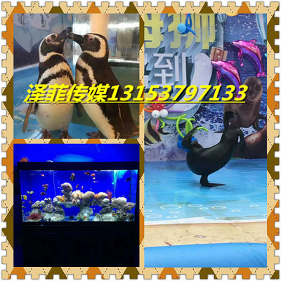 附近哪里有便宜海獅出租租賃的,海獅表演公司