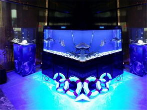 特色經典馬戲表演出租高州海獅表演租賃