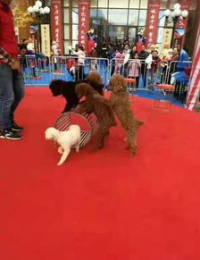 馬戲團(tuán)雜技表演價(jià)格一天多少錢出租公司介紹 貨源充足