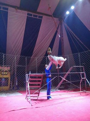 皇家馬戲巡演馬戲團(tuán)出租特技環(huán)球飛車鸚鵡表演出租
