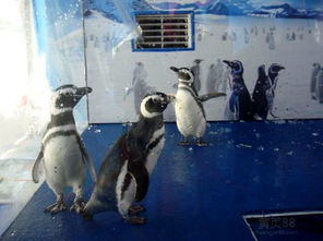 普洱出租萌寵動(dòng)物表演