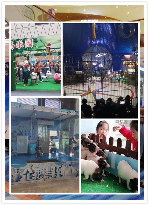 建德市馬戲團(tuán)雜技表演出租