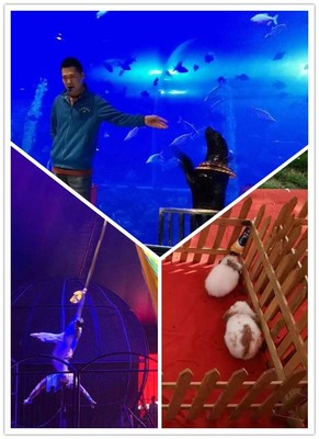 浙江省皇家馬戲團表演出租租賃海洋展