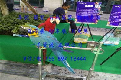 濟寧市馬戲團表演出租暖場互動的羊駝展覽租賃報價