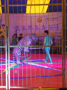 大型外籍馬戲團表演合作檔期收費情況