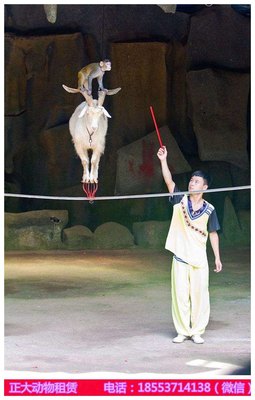 廣東附近小動物出租百鳥展租賃_山東正大動物租賃 - 商國互聯網