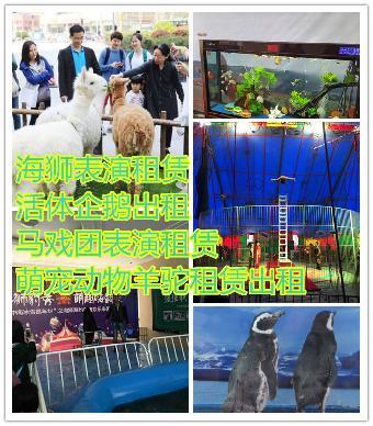 孝義哪里有出租羊駝出租租賃-海獅租賃_志趣網