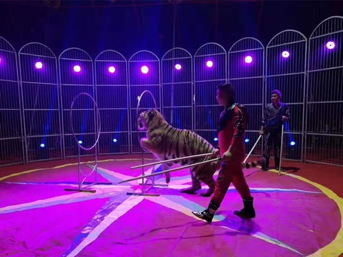 專業(yè)動物表演公司