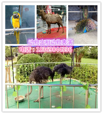 哪里有羊駝出租羊駝租賃_供應信息_金農網