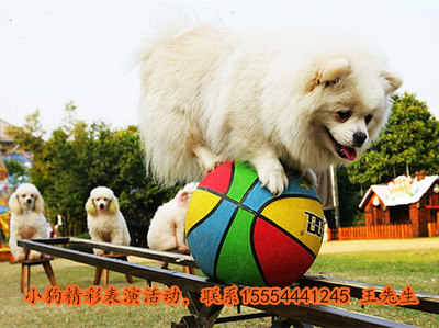 出租企鵝-出租馬戲團演出湖南省_出租_云商網