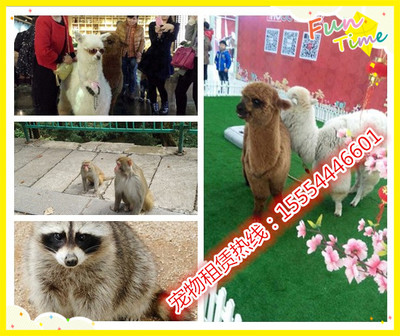 澳洲進口羊駝、矮馬哪里有賣的、武穴市_動物表演出租_馬戲團動物表演_羊駝租賃_山東金鵬珍禽養殖場 - 商國互聯網