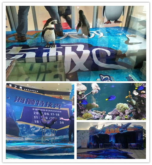 梧州雜技表演馬戲團表演對外出租