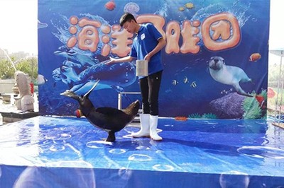 大冶市極地小可愛企鵝海獅拜年出租 馬戲團租賃服務點亮佳節(jié)氛圍