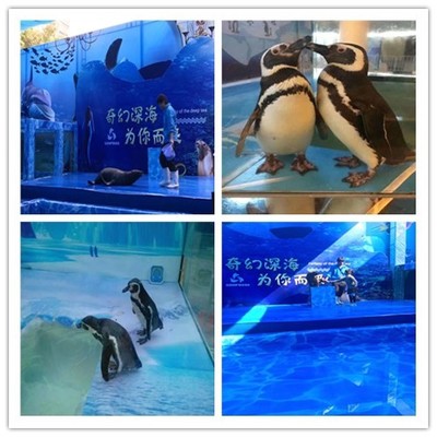 舞鋼慶典盛宴 專業(yè)馬戲團(tuán)表演出租與合作全指南